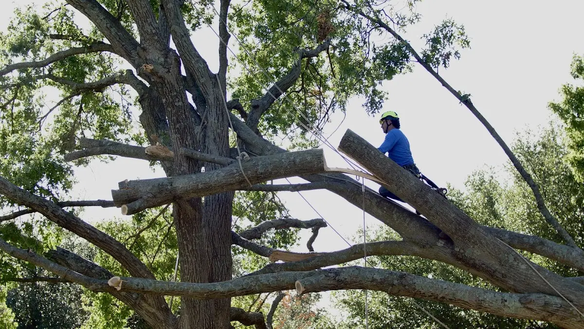 Professional Hazardous Tree Removal performed by certified arborists in Assawoman